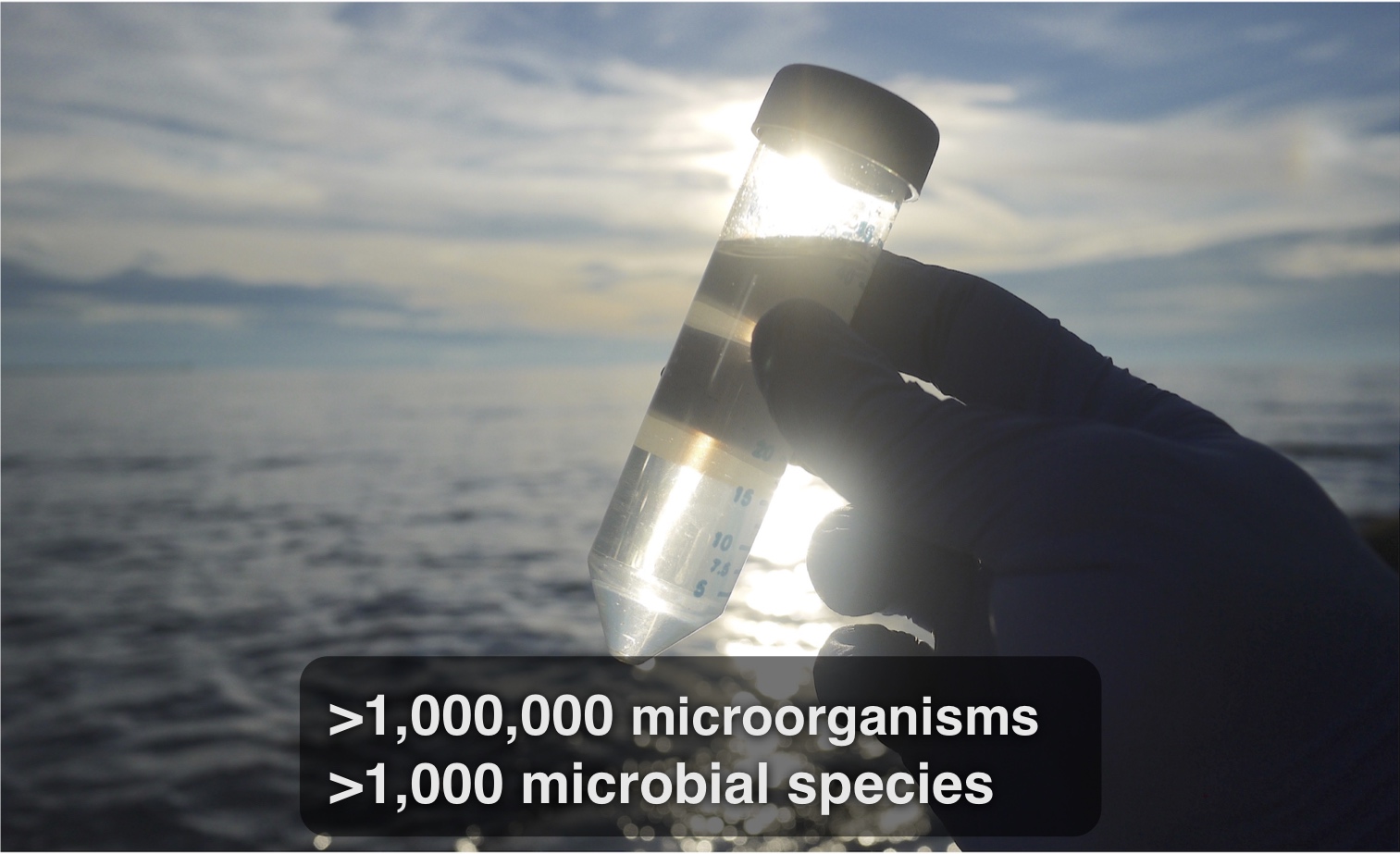 microbial diversity in a tube of seawater